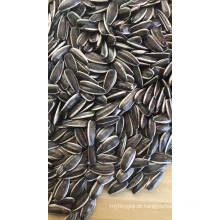 Sementes de girassol 5009 baratas à venda com distribuidor de sementes de girassol salgadas de alta qualidade
